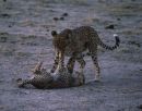 Cheetah Playing with Cub